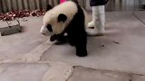 笑出天际！熊猫宝宝：奶妈！你给我等着！我一定会回来的