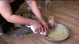 小奶狗第一次吃狗粮，主人直接按住脑袋，简单粗暴