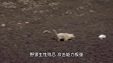 两只金雕捕杀野狼，野狼被金雕踩住头部，苦不堪言！
