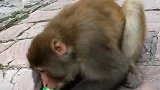 猴子：别看了，快过来帮我把瓶盖拧开！