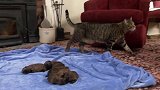 萌宠成长记，太会玩了，狸花猫和小奶狗藏猫猫，在沙发上转圈圈