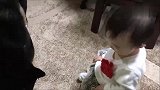 好可爱！柴犬沦为狗保姆在家带娃,最后一刻傲娇本性暴露