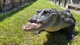 鳄鱼因争风吃醋，打架断了上颚，这下成了个正宗的“地包天”了！