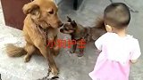 小狗：我都不碰我家小主，你敢碰下试试