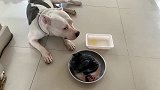 比特犬胃口大增，生吃一整只乌鸡，一顿一只鸡，真的养不起！