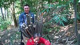 包立春和桃子姐捡柴回来，做一“盘龙五花肉”，肥而不腻，真美味