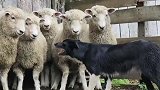 来自牧羊犬的血脉压制，小羊们吓得静悄悄的！