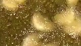 橘子做菜也是一道美食