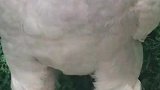 感觉它的战斗力极强！