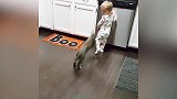 猫咪被藏在箱子里，宝宝伸头去看，结果被挠了一下！
