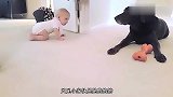 狗狗太会照顾宝宝了，接下来狗狗的动作好暖心，画面萌化了