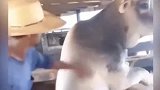 宠物生病后打针的百态集合，看一遍笑一遍，简直太奶凶了有木有？