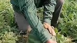 切个西瓜吃，新鲜采摘