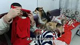 狗狗咬破衣服被骂,趴到男主身上对女主狂叫,真以为有靠山了逗