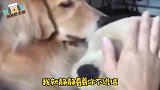 四川方言 狗子：一会我就把这团宠给撕掉
