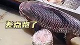 好大的一条鱼，差点跑了
