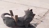 蓝猫：这是什么情况...“缩骨功”失灵了