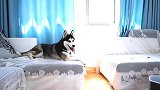 雪橇犬哈士奇在重庆过夏天是什么体验？