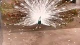花孔雀开屏真好看啊