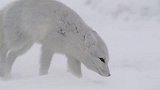 北极狐迎着风雪，开始自己的独立旅行，太勇敢了！