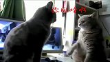 猫咪：打架那是不可能的