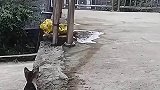 本以为这猫是偷袭，看到最后原来是偷窥