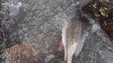 巨浪打得海水发浑，超大海鱼躲进水坑，渔妹双手用上都按不住
