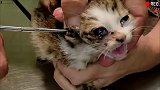 可怜的小猫咪被马蝇幼虫寄生，还好有好心人救助