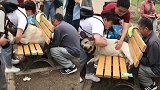 丢狗不？狗子太胖被公园长椅卡住 多人花10多分钟施救