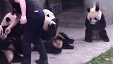 熊猫：排排坐喝盆盆奶，在线营业