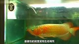高价买来的宠物鱼，突然不明不白的死了，主人悲痛欲绝将其埋葬