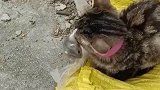 这小不点真的是得寸进尺，这猫咪也是脾气好