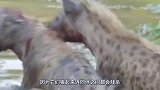 动物：饿急了的鬣狗试图杀死同伴，连同类都不放过，真是够狠的