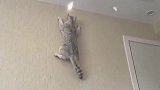 主人用镜子反光戏弄自家的猫咪，这是养了一只壁虎吗