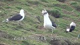 骇人！海鸥饿急了眼直接“生吞”整只兔子，简直太丧心病狂了