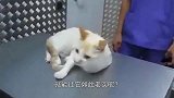 为什么掐住猫咪“命运的后颈皮”，就如同被点穴一般，一动不动？