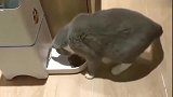 猫咪：什么东西打我？不管了先吃再说