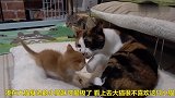 小猫寻求母爱被拒绝，大猫离开的那一刻，小猫伤心极了