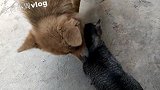 谁说狗子和猫不能和好相处的？看看我家的狗子和猫，那是一个和谐