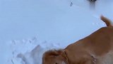 下大雪了，金毛在雪堆里玩，太可爱了