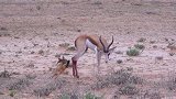 黑斑羚用尽全身力气，与豺狼搏斗，结果如何？