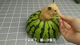天气太热，西瓜里竟长出了1只可爱的小仓鼠，也太搞笑了