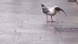 生吞老鼠是个狠鸟啊