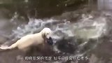狗狗每天带回一条大鱼,主人暗中跟踪后不淡定,这狗太厉害了!