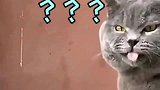蓝猫：橘猫，你真够意思，放个屁也让老娘赶在热坑上
