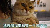 主人假装把小猫锁进房间，老猫义无反顾开门救猫，主人落泪！