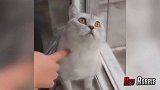 站在窗台上的小猫咪在发呆，主人都不能让它回神，好可爱！
