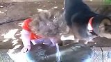 宠物乐园-20110829-狗不让孩子喝水