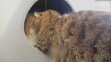卧在小窝里的猫咪们，这两只真可爱，想抱回家！