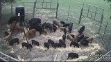 当地震来袭，看猪圈里的猪崩溃到什么程度？看完太意外了。